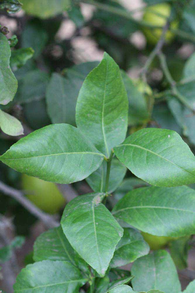            Shade leaves (Cook, Riverside, CA)   